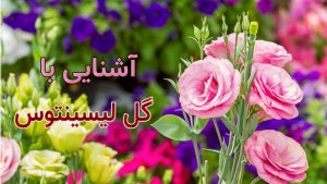 آشنایی با گل لیسینتوس