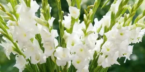 شاخه گلهای گلایل سفید زیبا