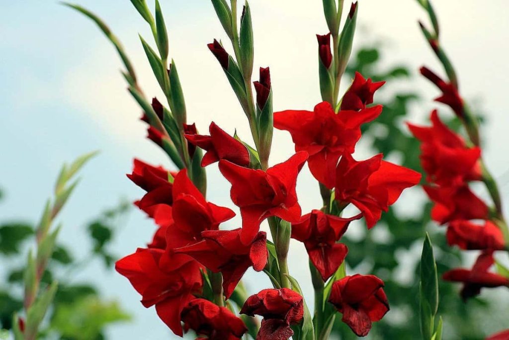 نکات که برای تکثیر گل گلایل باید در نظر بگیرید