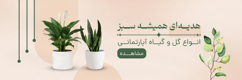 گل و گیاه آپارتمانی